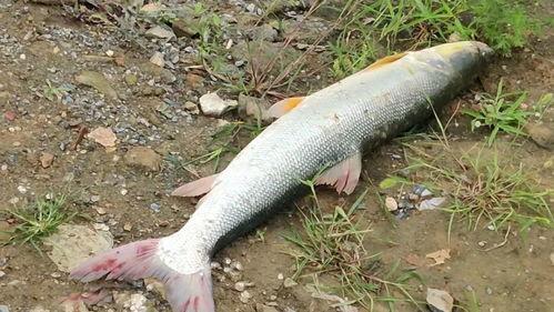 娱乐吃瓜酱放生鱼,一场爱心与自然的和谐交响